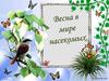 Весна в мире насекомых