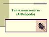 Тип членистоногие (arthropoda)