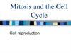 Mitosis and the Cell Cycle. Cell reproduction