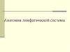Анатомия лимфатической системы