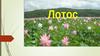 Гордость и чудо Астраханского края - лотос