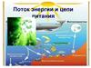 Поток энергии и цепи питания