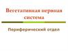 Вегетативная нервная система. Периферический отдел