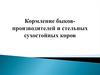 Кормление быков-производителей и стельных сухостойных коров