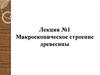 Макроскопическое строение древесины