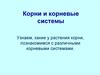 Корни и корневые системы