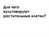 Для чего культивируют растительные клетки