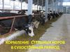 Кормление стельных коров в сухостойный период