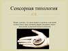 Сенсорная типология