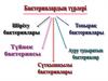 Бактериялардың түрлері