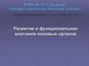 Развитие и функциональная анатомия половых органов