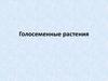 Голосеменные растения