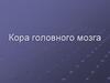 Кора головного мозга