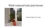 Моё комнатное растение