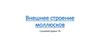 Внешнее строение моллюсков