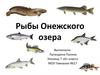 Рыбы Онежского озера