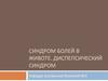 Синдром болей в животе.  Диспепсический синдром