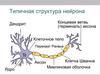 Структура нейрона. Нейроглия