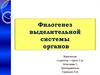 Филогенез выделительной системы органов