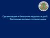 Организация и биология надкласса рыб. Эволюция водных позвоночных