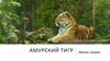 Амурский тигр