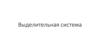 Выделительная система