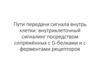Пути передачи сигнала внутрь клетки: внутриклеточный сигналинг посредством сопряжённых с G-белками и с ферментами рецепторов