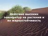 Действие высоких температур на растения и их жароустойчивость