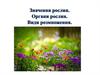 Значення рослин. Органи рослин. Види розмноження