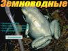 Земноводные. Эволюция амфибий