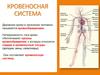 Кровеносная система