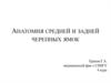 Анатомия средней и задней черепных ямок