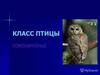 Класс птицы. Совообразные