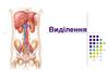 Виділення. Функції нирок