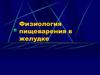 Физиология пищеварения в желудке. Желудочный сок, химус, пища