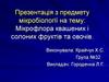 Мікрофлора квашених і солоних фруктів та овочів