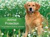 Animal Protection. The problem of stray animals
