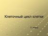 Клеточный цикл клетки