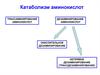 Катаболизм аминокислот