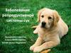Заболевание репродуктивной системы сук