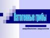Патогенные грибы. Микозы и афлотоксикозы
