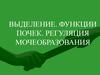 Выделение. Функции почек. Регуляция мочеобразования