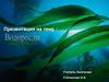 Водоросли. Общая характеристика водорослей