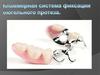 Кламмерная система фиксации бюгельных протезов