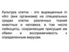 Культура клеток