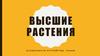 Высшие растения