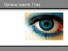 Органы чувств. Глаза