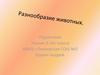 Разнообразие животных
