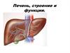 Печень, строение и функции