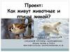 Проект: Как живут животные и птицы зимой